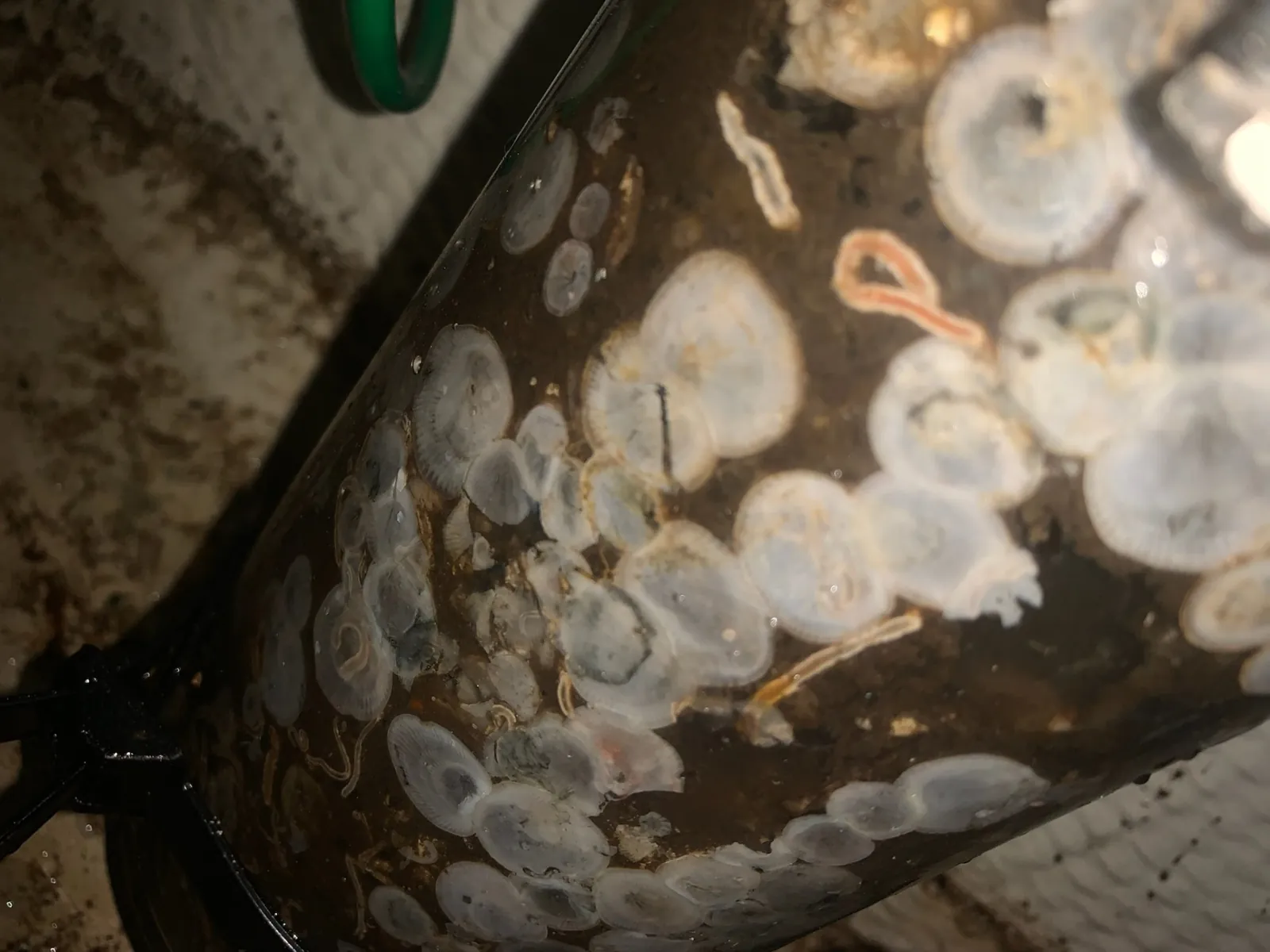 Barnacle scale coating inside a marine heat exchanger tube